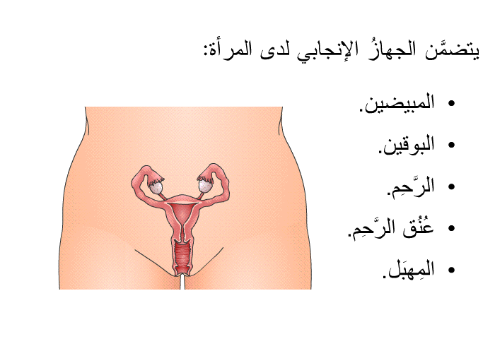 يتضمَّن الجهازُ الإنجابي لدى المرأة:   المَبيضين.  البوقين.  الرَّحِم.  عُنُق الرَّحِم. المَهبِل.