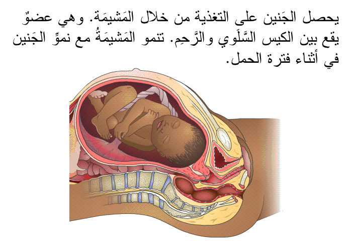 يحصل الجَنين على التغذية من خلال المَشيمَة. وهي عضوٌ يقع بين الكيس السَّلَوي والرَّحِم. تنمو المَشيمَةُ مع نموِّ الجَنين في أثناء فترة الحمل.