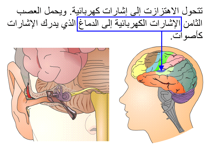 تتحول الاهتزازت إلى إشارات كهربائية. ويحمل العصب الثامن الإشارات الكهربائية إلى الدماغ الذي يدرك الإشارات كأصوات.