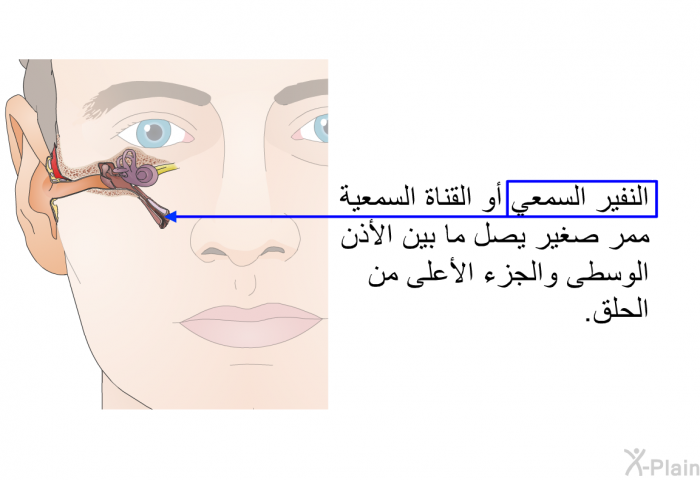 النفير السمعي أو القناة السمعية ممر صغير يصل ما بين الأذن الوسطى والجزء الأعلى من الحلق.