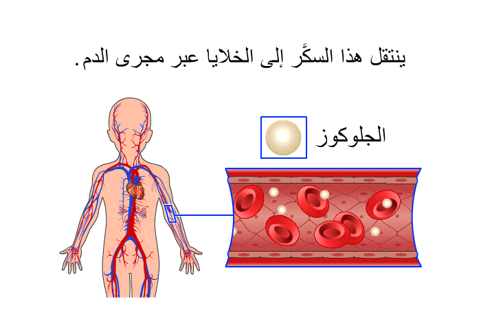 ينتقل هذا السكَّر إلى الخلايا عبر مجرى الدم.