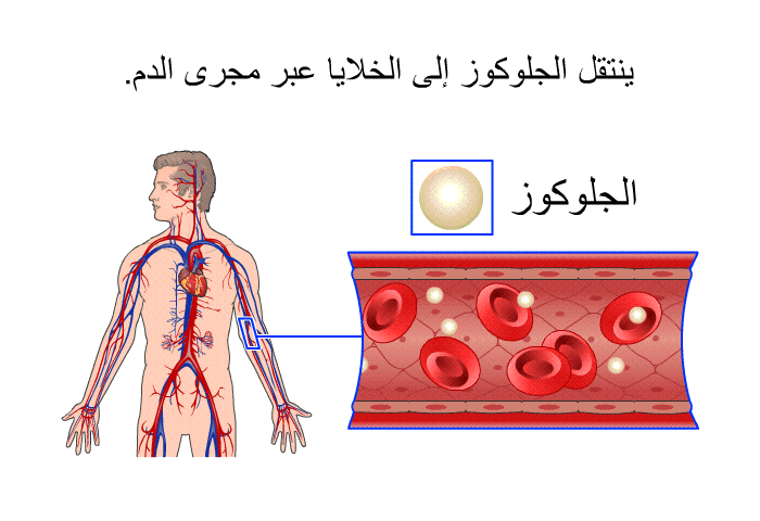 ينتقل الجلوكوز إلى الخلايا عبر مجرى الدم.