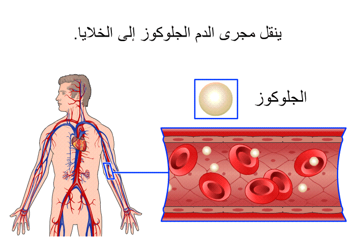 ينقل مجرى الدم الجلوكوز إلى الخلايا.