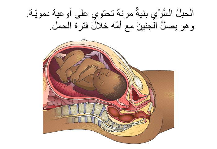 الحبلُ السُّرِّي بنيةٌ مرنة تحتوي على أوعية دمويّة. وهو يصلُ الجنينَ مع أمِّه خلالَ فترة الحمل.