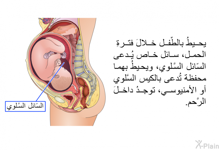 يحيطُ بالطِّفل، خلالَ فترةِ الحمل، سائلٌ خاص يُدعى السّائل السَّلوي، ويحيطُ بهما محفظةٌ تُدعى بالكيس السَّلوي أو الأمنيوسي، توجدُ داخلَ الرَّحم.