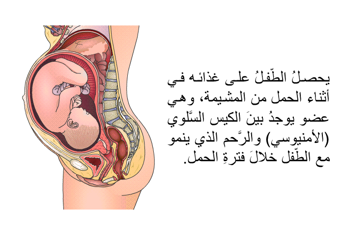 يحصلُ الطّفلُ على غذائه في أثناء الحمل من المشيمة، وهي عضو يوجدُ بينَ الكيس السَّلوي (الأمنيوسي) والرَّحم الذي ينمو مع الطّفل خلالَ فترةِ الحمل.
