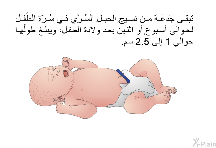 تبقى جَدعَةٌ من نسيجِ الحبلِ السُّرِّي في سُرّةِ الطّفل لحوالي أسبوعٍ أو اثنين بعد ولادة الطفل، ويبلغ طولُها حوالي 1 إلى 2.5 سم.