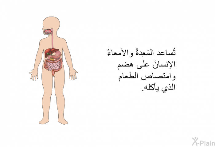 تُساعد المَعِدةُ والأمعاءُ الإنسانَ على هضم وامتصاص الطعام الذي يأكله.