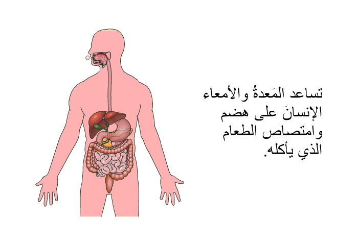 تساعد المَعدةُ والأمعاء الإنسانَ على هضم وامتصاص الطعام الذي يأكله.