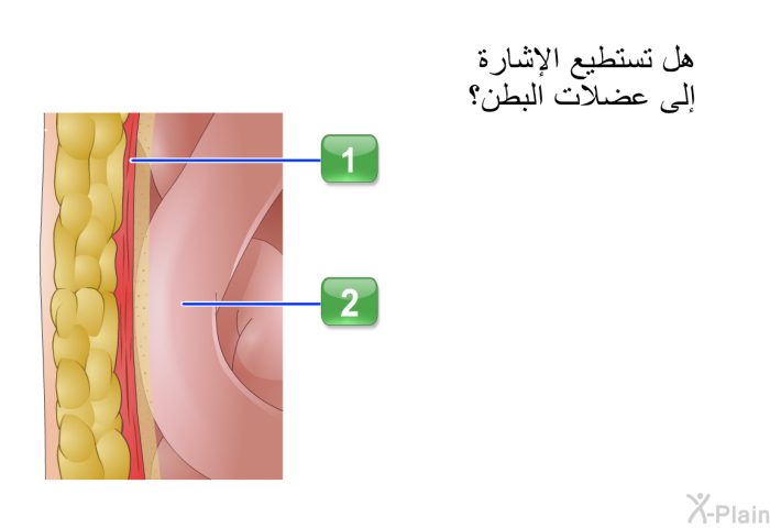 هل تستطيع الإشارة إلى عضلات البطن؟