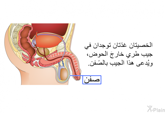 الخصيتان غدّتان توجدان في جيب طري خارجَ الحوض، ويُدعى هذا الجيب بالصّفن.