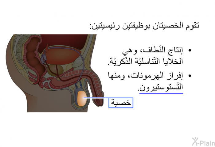 تقوم الخصيتان بوظيفتين رئيسيتين:   إنتاج النّطاف، وهي الخلايا التّناسليّة الذّكريّة.  إفراز الهرمونات، ومنها التّستوستيرون.