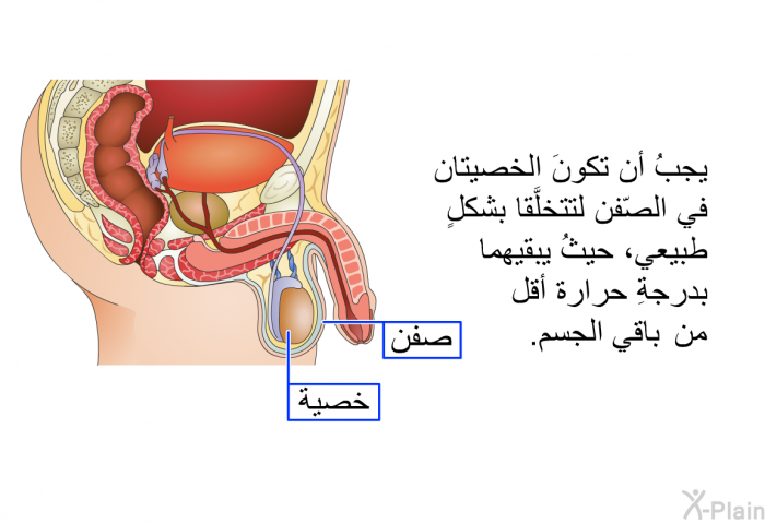 يجبُ أن تكونَ الخصيتان في الصّفن لتتخلَّقا بشكلٍ طبيعي، حيثُ يبقيهما بدرجةِ حرارة أقل من باقي الجسم.