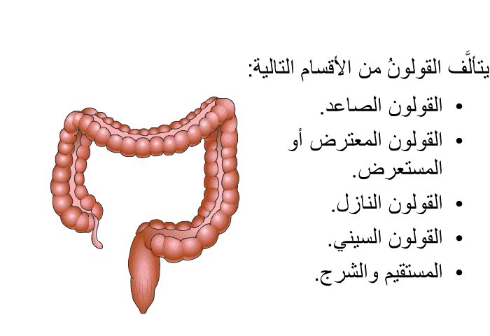 يتألَّف القولونُ من الأقسام التالية:   القولون الصاعد.  القولون المعترض أو المستعرض.  القولون النازل.  القولون السيني. المستقيم والشرج.