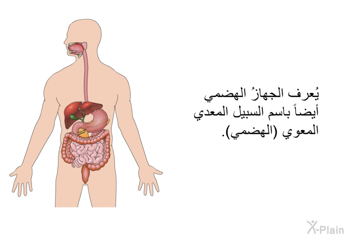 يُعرف الجهازُ الهضمي أيضاً باسم السبيل المعدي المعوي (الهضمي).