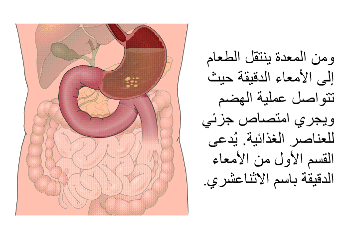 ومن المعدة ينتقل الطعام إلى الأمعاء الدقيقة حيث تتواصل عملية الهضم ويجري امتصاص جزئي للعناصر الغذائية. يُدعى القسم الأول من الأمعاء الدقيقة باسم الاثناعشري.