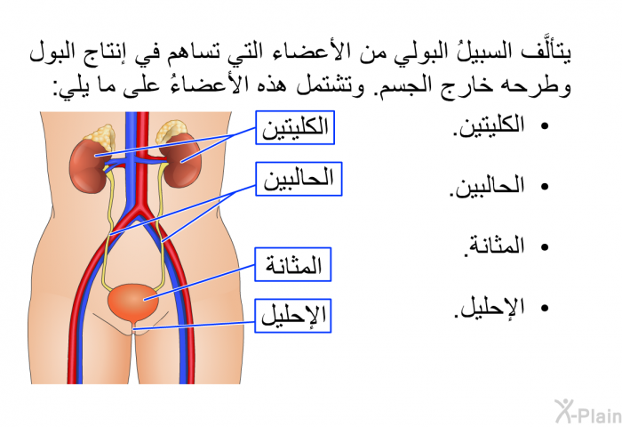 يتألَّف السبيلُ البولي من الأعضاء التي تساهم في إنتاج البول وطرحه خارج الجسم. وتشتمل هذه الأعضاءُ على ما يلي:  الكليتين. الحالبين. المثانة. الإحليل.