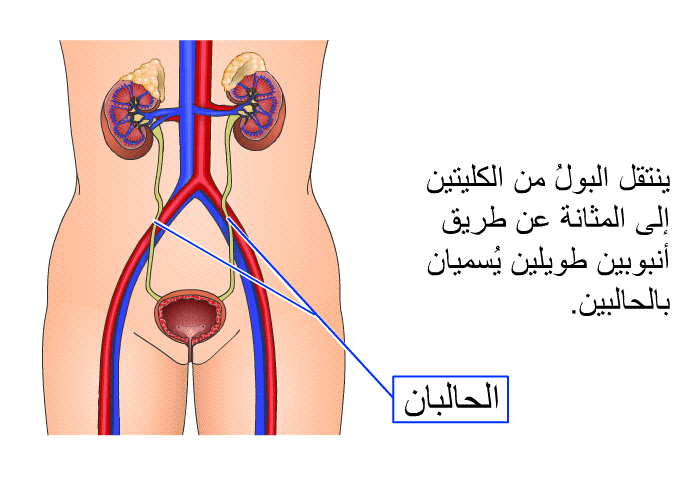 ينتقل البولُ من الكليتين إلى المثانة عن طريق أنبوبين طويلين يسميان بالحالبين.