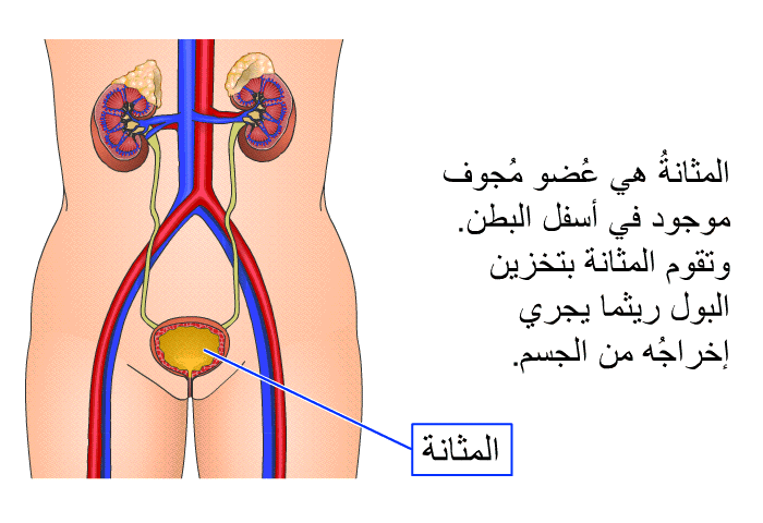 المثانةُ هي عُضو مُجوف موجود في أسفل البطن. وتقوم المثانة بتخزين البول ريثما يجري إخراجُه من الجسم.