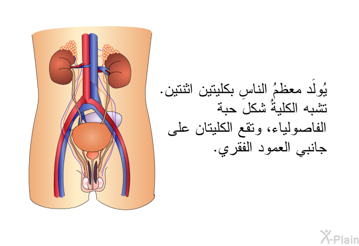 يُولَد معظمُ الناس بكليتين اثنتين. تشبه الكليةُ شكلَ حبة الفاصولياء، وتقع الكليتان على جانبي العمود الفقري.