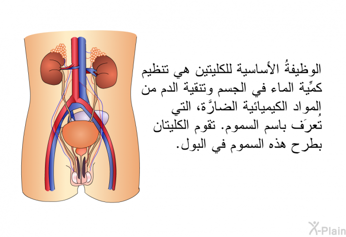 الوظيفةُ الأساسية للكليتين هي تنظيم كمِّية الماء في الجسم وتنقية الدم من المواد الكيميائية الضارَّة، التي تُعرَف باسم السموم. تقوم الكليتان بطرح هذه السموم في البول.