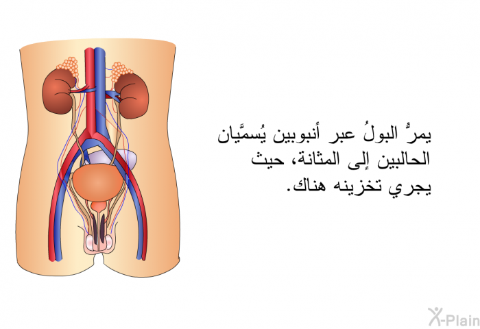 يمرُّ البولُ عبر أنبوبين يُسمَّيان الحالبين إلى المثانة، حيث يجري تخزينه هناك.