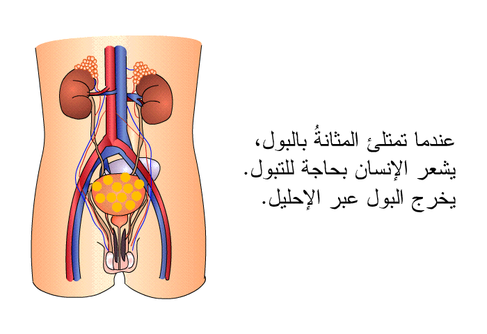 عندما تمتلئ المثانةُ بالبول، يشعر الإنسان بحاجة للتبول. يخرج البول عبر الإحليل.