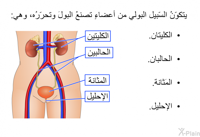 يتكوّنُ السّبيل البولي من أعضاءٍ تصنعُ البولَ وتحرّرُه، وهي:  الكليتان. الحالبان. المَثانة. الإحليل.