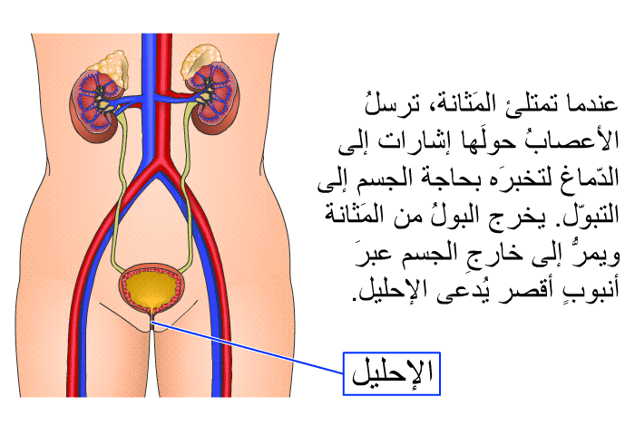 عندما تمتلئ المَثانة، ترسلُ الأعصابُ حولَها إشارات إلى الدّماغ لتخبرَه بحاجة الجسم إلى التبوّل. يخرج البولُ من المَثانة ويمرُّ إلى خارجِ الجسم عبرَ أنبوبٍ أقصر يُدعى الإحليل.