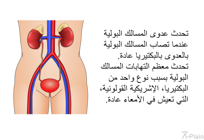 تحدث عدوى المسالك البولية عندما تصاب المسالك البولية بالعدوى بالبكتيريا عادة. تحدث معظم التهابات المسالك البولية بسبب نوع واحد من البكتيريا، الإشريكية القولونية، التي تعيش في الأمعاء عادة.