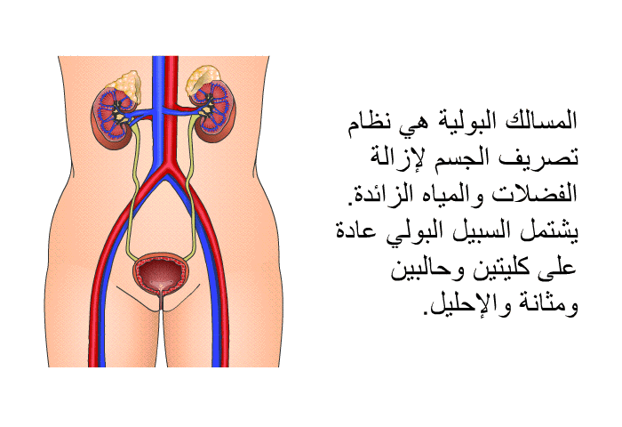 المسالك البولية هي نظام تصريف الجسم لإزالة الفضلات والمياه الزائدة. يشتمل السبيل البولي عادة على كليتين وحالبين ومثانة والإحليل.
