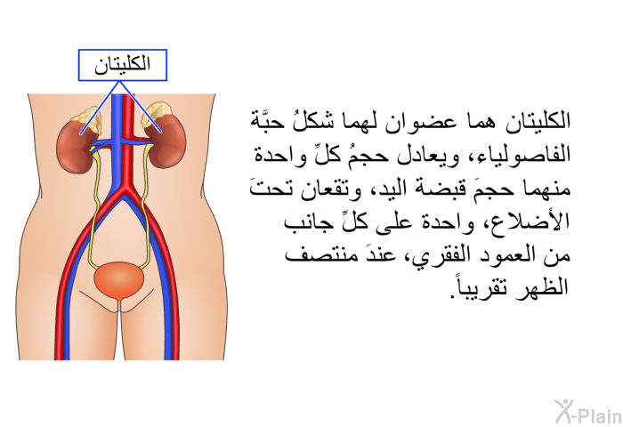 الكليتان هما عضوان لهما شكلُ حبَّة الفاصولياء، ويعادل حجمُ كلِّ واحدة منهما حجمَ قبضة اليد، وتقعان تحتَ الأضلاع، واحدة على كلِّ جانب من العمود الفقري، عندَ منتصف الظهر تقريباً.