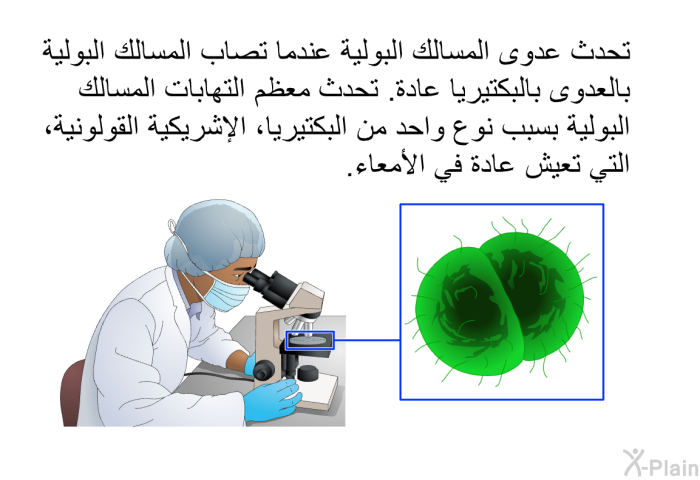 تحدث عدوى المسالك البولية عندما تصاب المسالك البولية بالعدوى بالبكتيريا عادة. تحدث معظم التهابات المسالك البولية بسبب نوع واحد من البكتيريا، الإشريكية القولونية، التي تعيش عادة في الأمعاء.