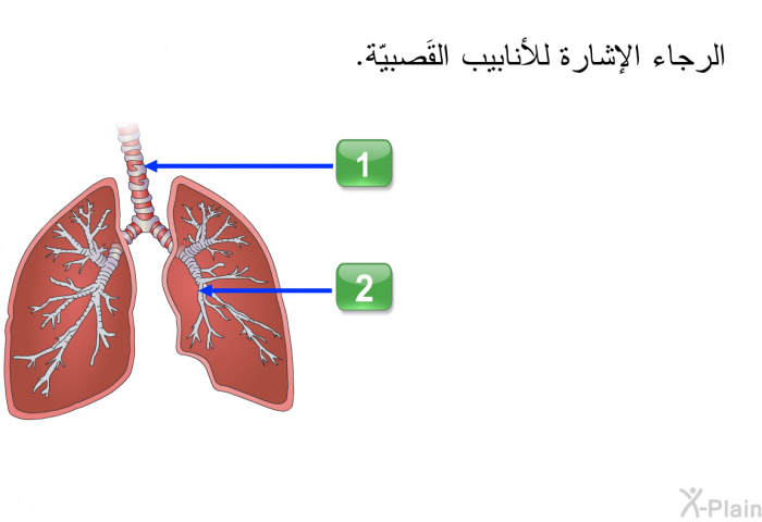 الرجاء الإشارة للأنابيب القَصبيّة.