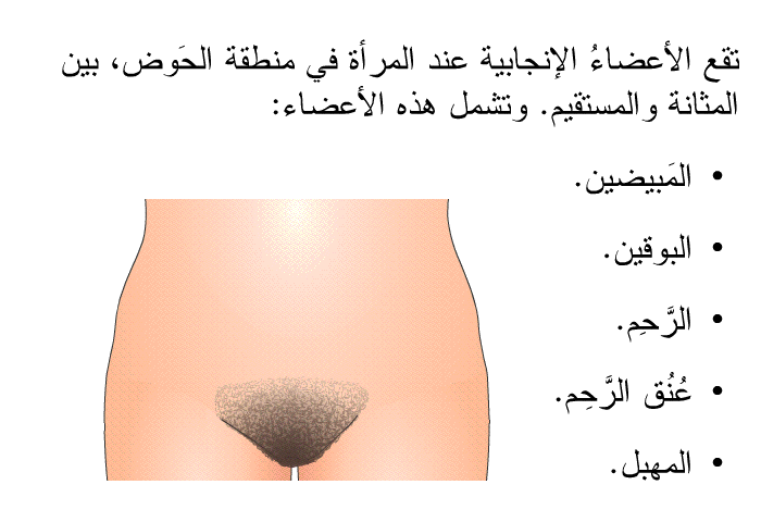 تقع الأعضاءُ الإنجابية عند المرأة في منطقة الحَوض، بين المثانة والمستقيم. وتشمل هذه الأعضاء:   المَبيضين.  البوقين.  الرَّحِم.  عُنُق الرَّحِم. المهبل.