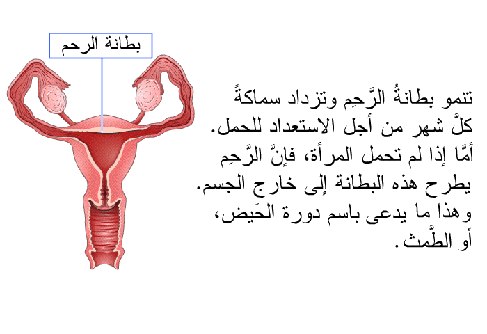 تنمو بطانةُ الرَّحِم وتزداد سماكةً كلَّ شهر من أجل الاستعداد للحمل. أمَّا إذا لم تحمل المرأة، فإنَّ الرَّحِم يطرح هذه البطانة إلى خارج الجسم. وهذا ما يدعى باسم دورة الحَيض، أو الطَّمث.