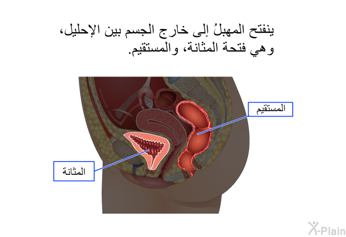 ينفتح المهبلُ إلى خارج الجسم بين الإحليل، وهي فتحة المثانة، والمستقيم.