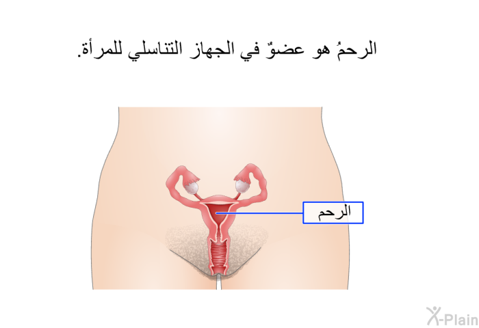 الرحمُ هو عضوٌ في الجهاز التناسلي للمرأة.