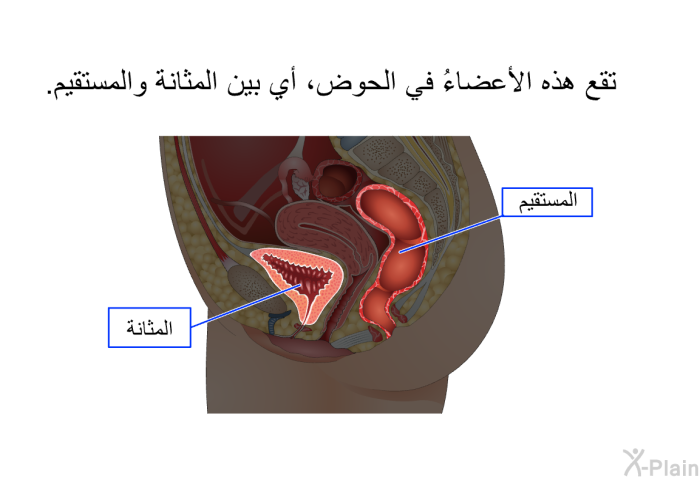 تقع هذه الأعضاءُ في الحوض، أي بين المثانة والمستقيم.