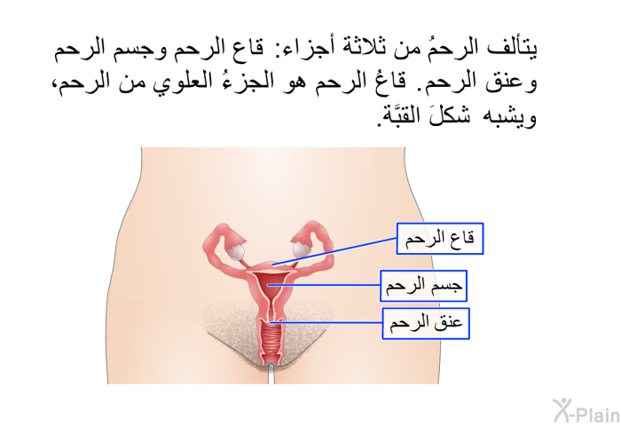 يتألف الرحمُ من ثلاثة أجزاءٍ: قاع الرحم وجسم الرحم وعنق الرحم. قاعُ الرحم هو الجزءُ العلوي من الرحم، ويشبه شكلَ القبَّة.