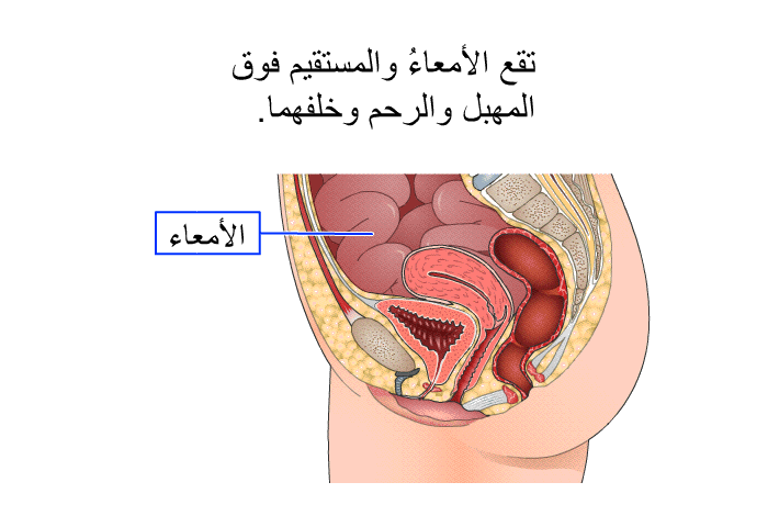 تقع الأمعاءُ والمستقيم فوق المهبل والرحم وخلفهما.