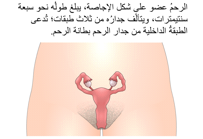 الرحمُ عضو على شكل الإجاصة، يبلغ طولُه نحو سبعة سنتيمترات، ويتألَّف جدارُه من ثلاث طبقات؛ تُدعى الطبقةُ الداخلية من جدار الرحم بطانة الرحم.