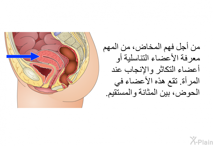 من أجل فهم المخاض، من المهم معرفة الأعضاء التناسلية أو أعضاء التكاثر والإنجاب عند المرأة. تقع هذه الأعضاء في الحوض، بين المثانة والمستقيم.