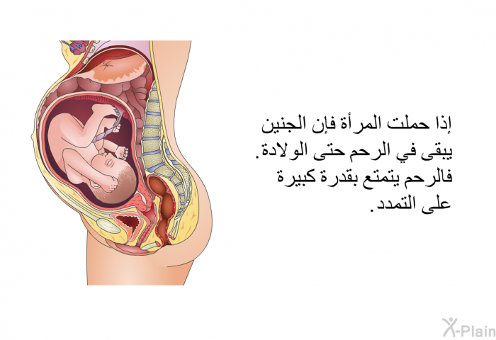 إذا حملت المرأة فإن الجنين يبقى في الرحم حتى الولادة. فالرحم يتمتع بقدرة كبيرة على التمدد.