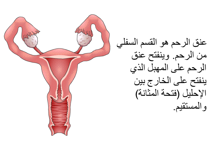 عنق الرحم هو القسم السفلي من الرحم. وينفتح عنق الرحم على المهبل الذي ينفتح على الخارج بين الإحليل (فتحة المثانة) والمستقيم.