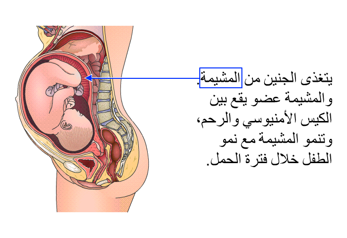 يتغذى الجنين من المشيمة. والمشيمة عضو يقع بين الكيس الأمنيوسي والرحم، وتنمو المشيمة مع نمو الطفل خلال فترة الحمل.