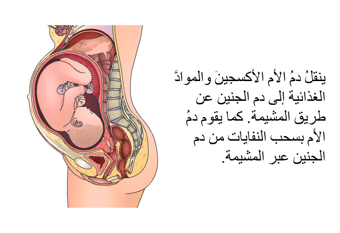 ينقلُ دمُ الأم الأكسجينَ والموادَّ الغذائية إلى دم الجنين عن طريق المشيمة. كما يقوم دمُ الأم بسحب النفايات من دم الجنين عبر المشيمة.