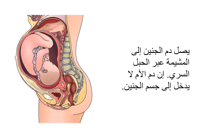 يصل دم الجنين إلى المشيمة عبر الحبل السري. إن دم الأم لا يدخل إلى جسم الجنين.