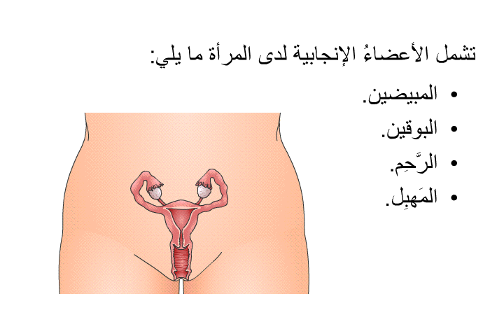 تشمل الأعضاءُ الإنجابية لدى المرأة ما يلي:   المبيضين.  البوقين.  الرَّحِم. المَهبِل.