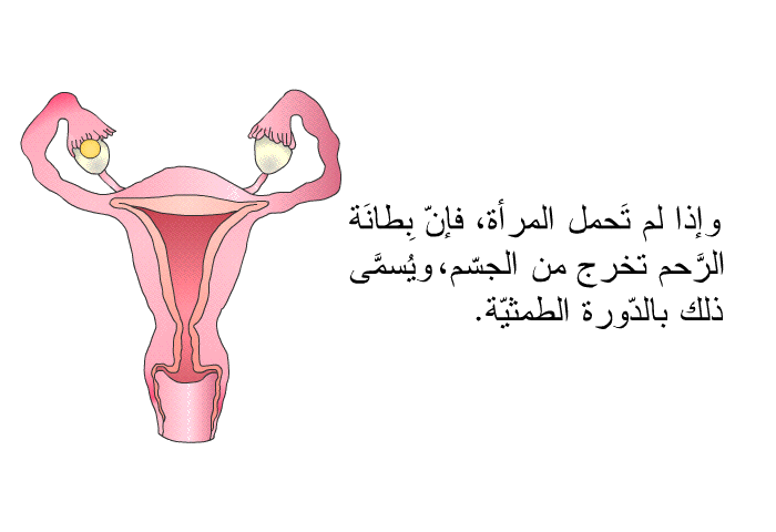وإذا لم تَحمل المرأة، فإنّ بِطانَة الرَّحم تخرج من الجسم، ويُسمَّى ذلك بالدّورة الطّمثيّة.